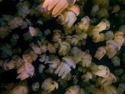 Karya Jawara Kontes Foto Alam Bikin Terkesima