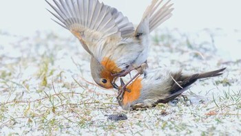 Juara kedua kategori Animal Behavior diraih Jane Hope, Inggris Di musim semi, Robin yang tampak lucu seperti yang terlihat di kartu Natal  menjadi pembela wilayah dan hak berkembang biak yang agresif. Pada bulan April 2021, saya menyaksikan dua burung robin ini memainkan pertarungannya di depan saya. Kondisinya menantang untuk fotografi – terdapat Matahari dan salju di permukaan, namun aksi terjadi di bawah bayangan kulit, sehingga ISO menjadi cukup tinggi, dan diperlukan kompensasi pencahayaan, ujarnya Foto: Nature TTL Photographer of the Year