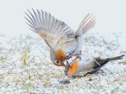 Karya Jawara Kontes Foto Alam Bikin Terkesima