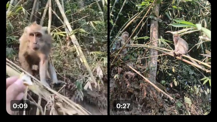 Tangkapan layar postingan bernarasi monyet masuk ke perkampungan warga di Cangkringan, Sleman. Foto diunggah pada Selasa (10/10/2023).