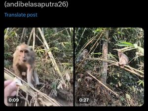 Viral Video Bernarasi Monyet Masuk Perkampungan di Lereng Merapi Sleman