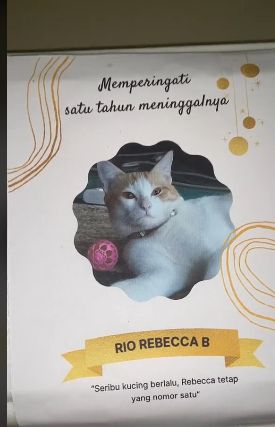Viral! Orang Ini Bagikan Nasi Berkat Untuk Peringatan Kematian Kucingnya