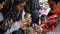 Monyet juga ikut divaksinasi rabies.  