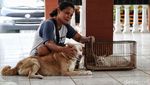 Anjing, Kucing dan Kera di Bekasi Divaksinasi untuk Cegah Rabies