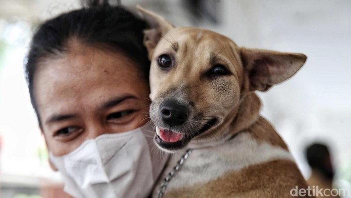 Vaksinasi untuk hewan peliharaan seperti anjing, kucing hingga kera terus digalakkan di Bekasi, Jawa Barat, Rabu (11/10). Kegiatan itu merupakan upaya untuk mewujudkan Provinsi Jabar bebas rabies.
