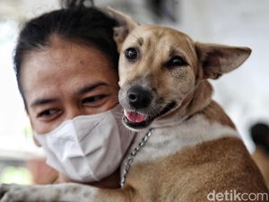 Dulu Liar, Studi Temukan Anjing Jinakkan Diri Mereka Sendiri gegara Suka Camilan