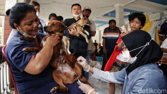 Vaksinasi untuk hewan peliharaan seperti anjing, kucing hingga kera terus digalakkan di Bekasi, Jawa Barat, Rabu (11/10). Kegiatan itu merupakan upaya untuk mewujudkan Provinsi Jabar bebas rabies.
