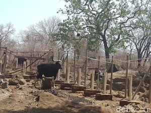 Seekor Banteng Jawa dari Prigen Jadi Indukan Baru di TN Baluran