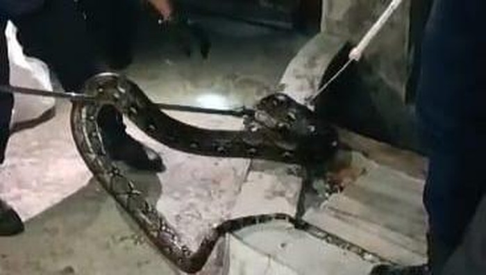 Damkar evakuasi ular sanca