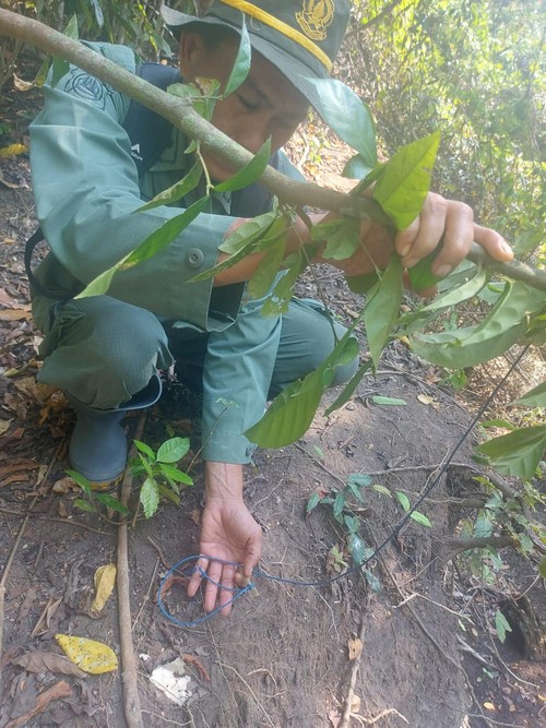 Petugas Taman Nasional Bali Barat menemukan jerat hewan yang masih terpasang di hutan, pada Selasa (10/10/2023).