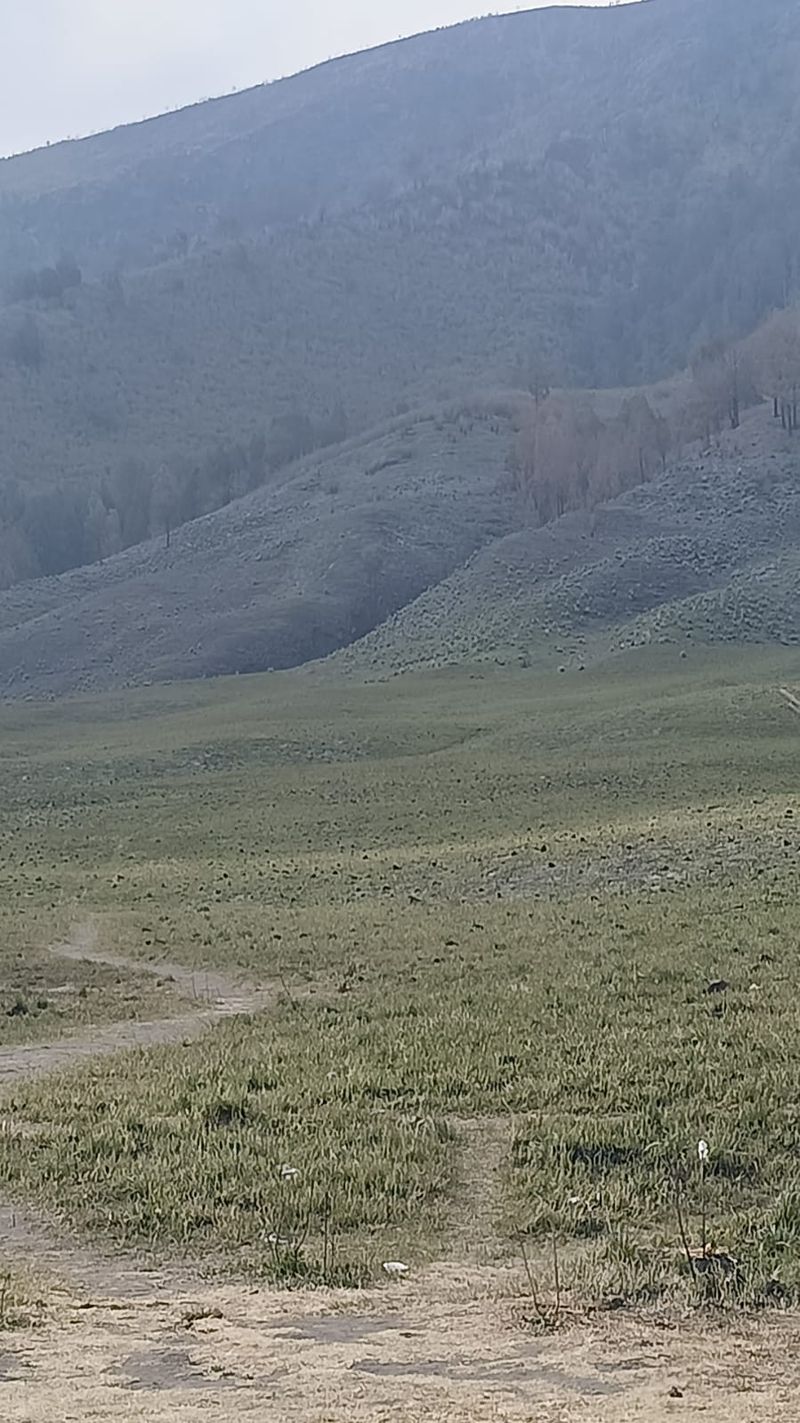 Savana Bromo Kembali Menghijau Usai Terbakar gegara Flare Prewedding