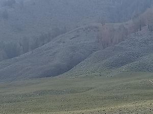 Savana Bromo Menghijau Lagi Usai Terbakar gegara Flare Prewedding