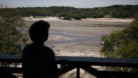 Sementara itu, Kementerian Ilmu Pengetahuan Brasil mengatakan penyebab mengeringnya Sungai Amazon adalah fenomena El Nino yang mendorong pola cuaca ekstrem global. (Bruno Kelly/Reuters)