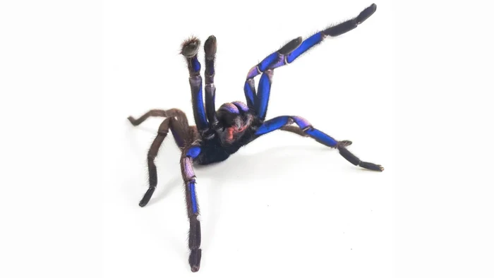 Tarantula biru