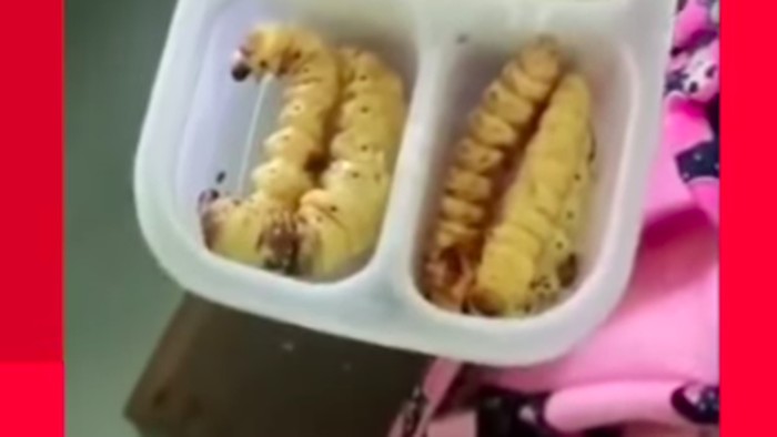 Bekal ulat sagu