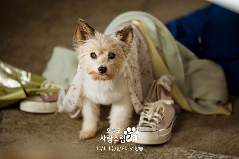 Cha Eun Woo dalam drama Korea A Good Day to Be a Dog