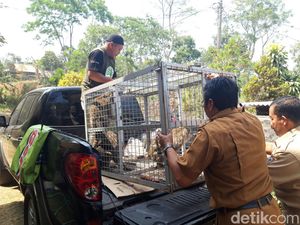 Ganggu Perkampungan di Boyolali, Puluhan Monyet Dibawa ke Nusakambangan