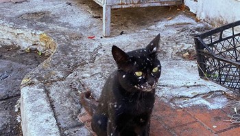 Kucing hitam yang memiliki gejala vitiligo. Foto: Boredpanda