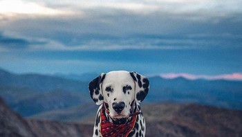 Halo Wiley! anak anjing dalmatian yang memiliki bentuk hidung hati. Foto: Boredpanda