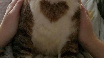 Hati di dadaku. Foto: Boredpanda