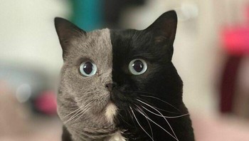 Dua warna terbelah di wajah kucing ini. Foto: Boredpanda