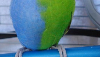 Si burung yang penuh warna-warna. Foto: Boredpanda