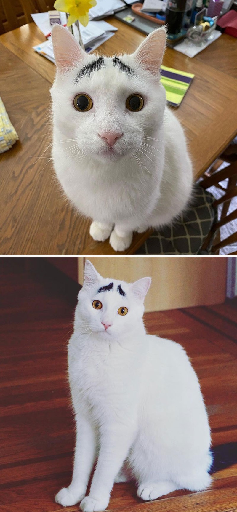 Kumpulan Motif Bulu Hewan Paling Unik dan Langka