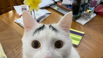 Sam si kucing viral karena punya alis. Foto: Boredpanda