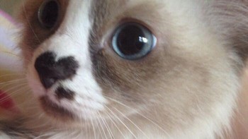 Lucu banget, anak kucing ini punya hidung dengan motif hati. Foto: Boredpanda