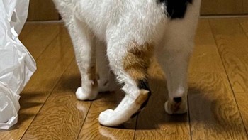 Ada tanda panah ke atas di bagian buntutnya. Foto: Boredpanda