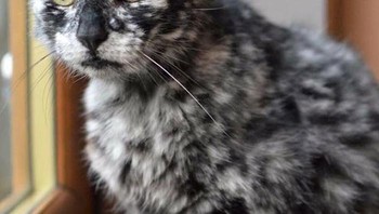 Motif bulunya yang unik sekali. Foto: Boredpanda