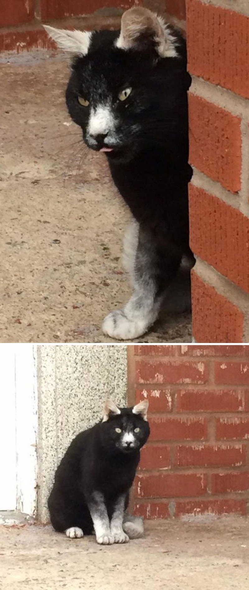 Kumpulan Motif Bulu Hewan Paling Unik dan Langka