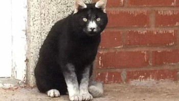 Warna kucing ini unik, bagian seluruh tubuhnya hitam kecuali kuping dan kakinya. Foto: Boredpanda