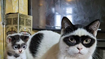 Zorro dan Bandit siap beraksi melawan kejahatan. Foto: Boredpanda