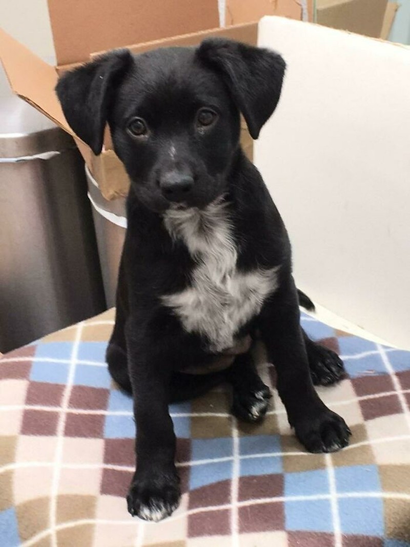 Kumpulan Motif Bulu Hewan Paling Unik dan Langka