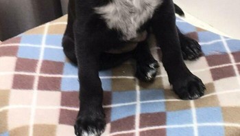 Sejak lahir anjing ini memiliki tanda downvote (tanda panah ke bawah). : Boredpanda