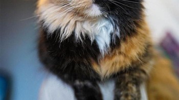 Quimera si kucing yang memiliki dua warna di wajahnya. Foto: Boredpanda