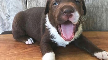 Cute ada tanda love di bagian kepalanya. Foto: Boredpanda