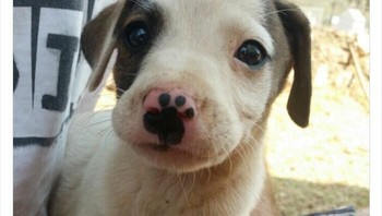 Ada jejak kaki di hidungnya. Foto: Boredpanda