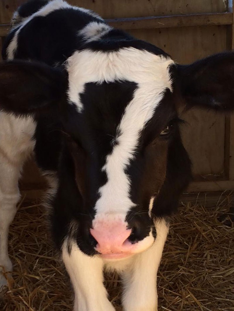 Kumpulan Motif Bulu Hewan Paling Unik dan Langka