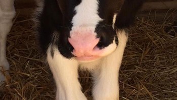 Angka keberuntungan si sapi tepat di wajahnya. Foto: Boredpanda