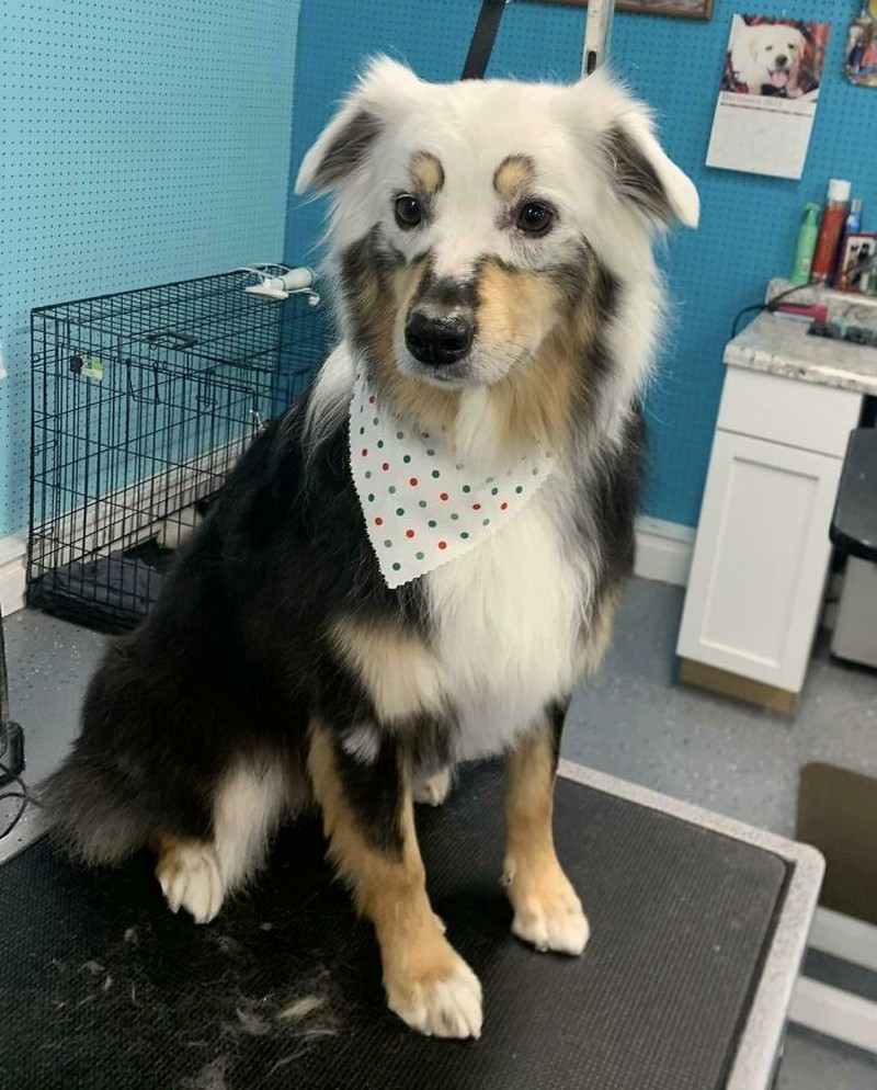 Kumpulan Motif Bulu Hewan Paling Unik dan Langka