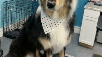 Anjing bernama Heidi ini memiliki penyakit vitiligo yang menyebabkan warna kulit memudar. Foto: Boredpanda