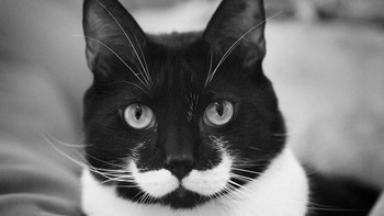 Si kucing yang punya kumis ganda. Foto: Boredpanda
