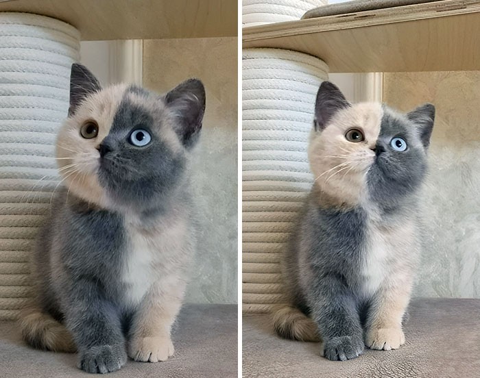 Kumpulan Motif Bulu Hewan Paling Unik dan Langka