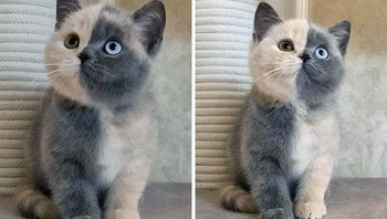 Gemasnya, anak kucing ini memiliki dua warna di wajah dan badannya. Foto: Boredpanda