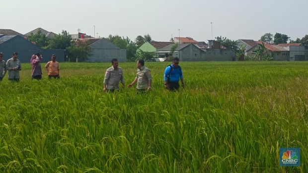 Plt Menteri Pertanian Arief Prasetyo Adi mengecek sawah yang mulai masuk musim tanam di Karawang, Jawa Barat. (CNBC Indonesia/ Martyasari Rizky)