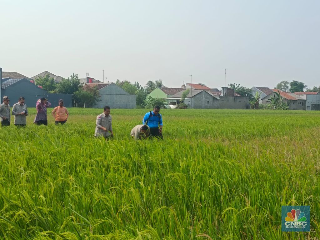Plt Menteri Pertanian Arief Prasetyo Adi mengecek sawah yang mulai masuk musim tanam di Karawang, Jawa Barat. (CNBC Indonesia/ Martyasari Rizky)