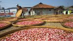 Musim Kemarau Produksi Kerupuk Makin Kriuk