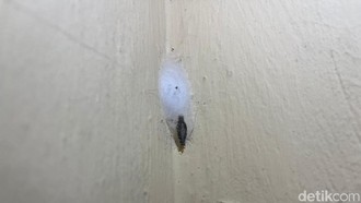 Banyak Muncul saat Musim Hujan, Begini Mengatasi Gatal-gatal karena Kamitetep